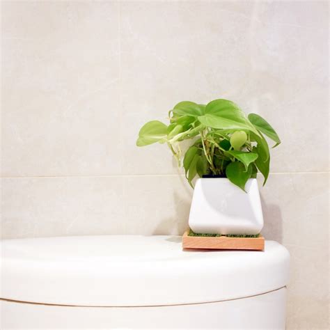 杜松風水 適合放在廁所的植物